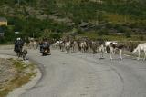 Nordic traffic jam