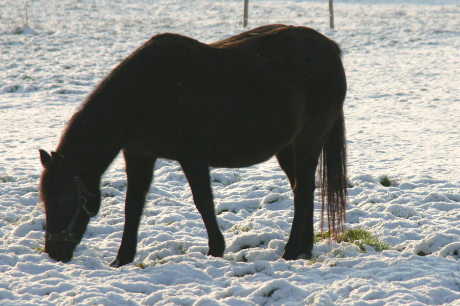 IMG_9865.JPG