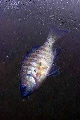 u38/darter02/medium/25087849.279_7943_Day_720ni.jpg