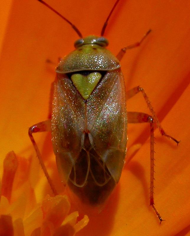 Lygus on Orange 1