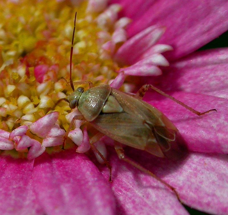 Lygus on Pink 2