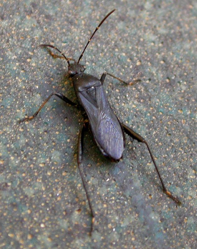Unidenitfied Hemipteran 1