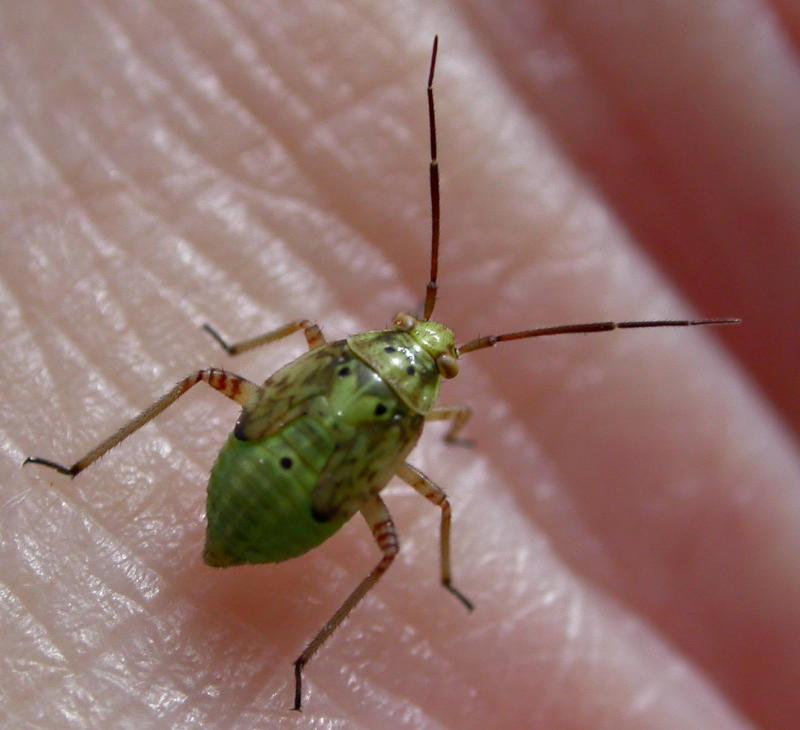 Lygus Nymph on Hand 1