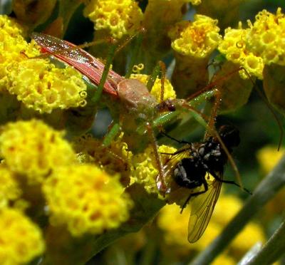 Assassin Bug on Curry Plant with Fly 1