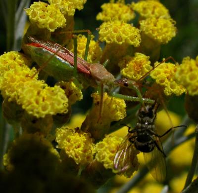 Assassin Bug on Curry Plant with Fly 2