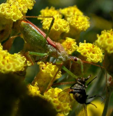 Assassin Bug on Curry Plant with Fly 3