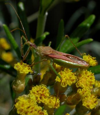 Assassin Bug on Curry Plant with Fly 6