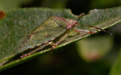 Red-shouldered Stinkbug 3