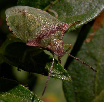 Red-shouldered Stinkbug 6