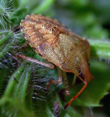 u38/darwinian/medium/24635960.brownsbnymph4581.jpg