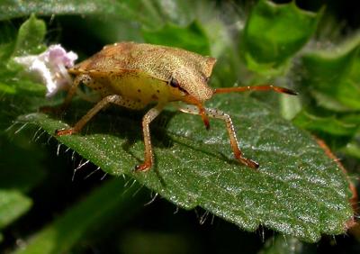 Brown Stinkbug  Nymph 4
