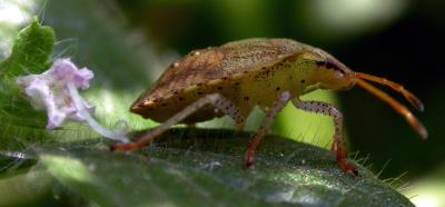 Brown Stinkbug  Nymph 5