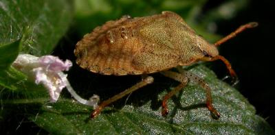 Brown Stinkbug  Nymph 6