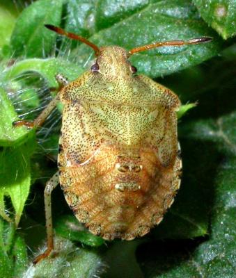 u38/darwinian/medium/24635965.brownsbnymph4904.jpg