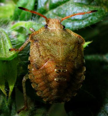 Brown Stinkbug  Nymph 8