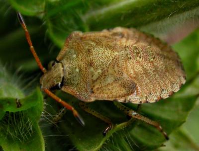 Brown Stinkbug  Nymph 9