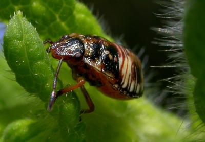 Red-shouldered Stinkbug Nymph 1