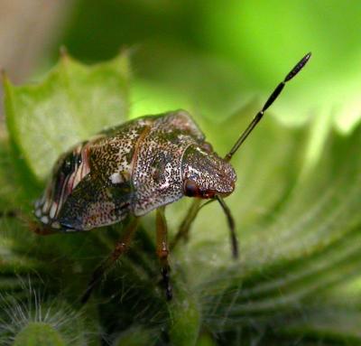 Red-shouldered Stinkbug Nymph 2