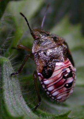 Stinkbugs