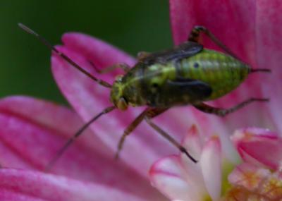 Lygus Nymph on Pink 2