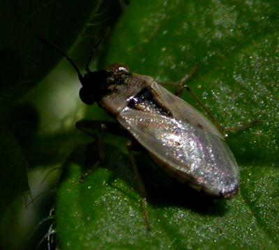 Unidenitfied Hemipteran 6