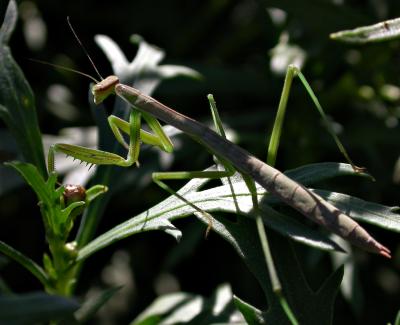 mantis0287.jpg