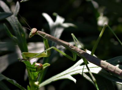 mantis0288.jpg