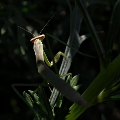 mantis0325.jpg