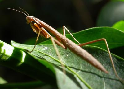 mantis1204.jpg