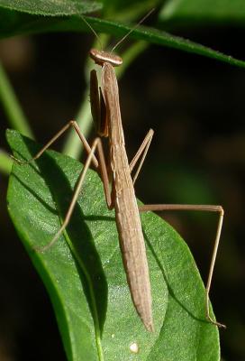 mantis1365.jpg