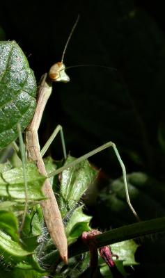 mantis1810.jpg