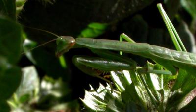 mantis1878.jpg