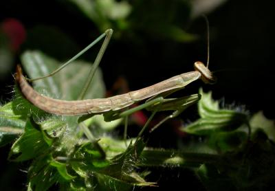 mantis1903.jpg