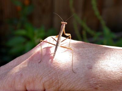 mantis2418.jpg
