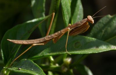 mantis2760.jpg