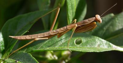 mantis2763.jpg