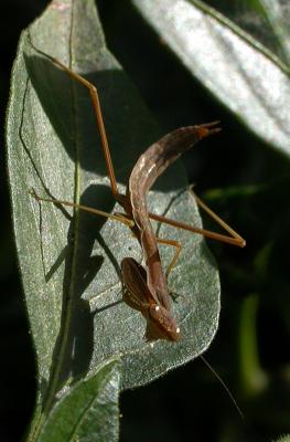 mantis2786.jpg