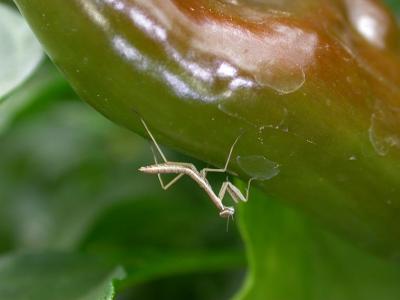 mantis3974.jpg
