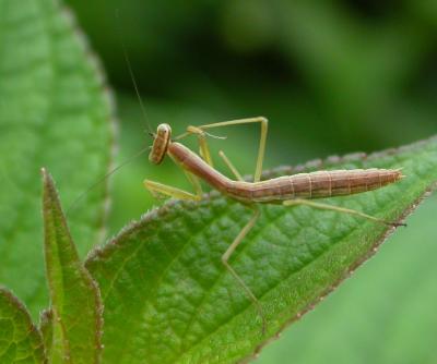 mantis4115.jpg