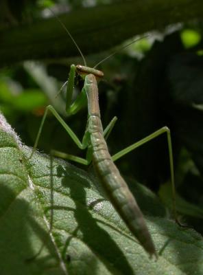 mantis5479.jpg