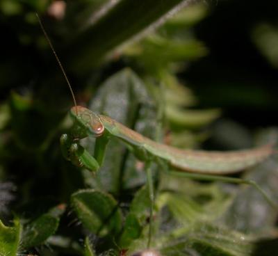 mantis6089.jpg