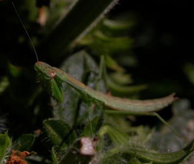 mantis6091.jpg
