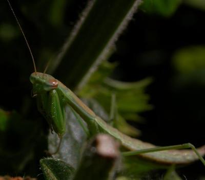 mantis6093.jpg