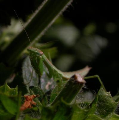 mantis6095.jpg