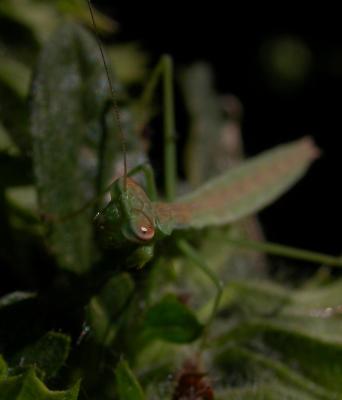 mantis6100.jpg