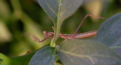 mantis6305.jpg