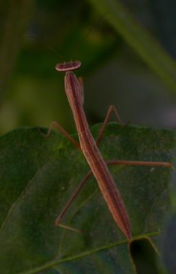 mantis6308.jpg