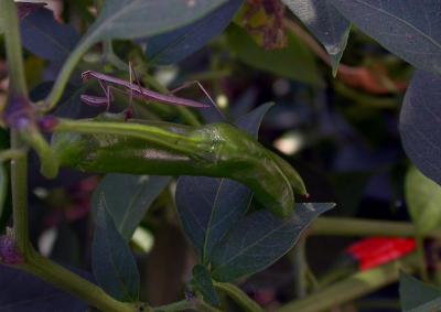 mantis6485.jpg