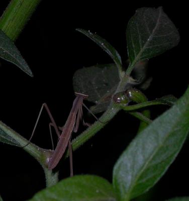 mantis6559.jpg