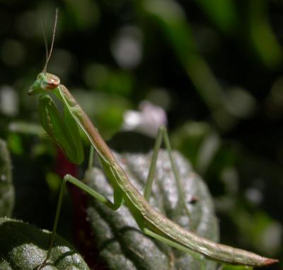 mantis6588.jpg